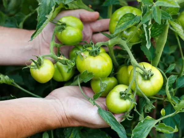 Can You Freeze Fried Green Tomatoes: Preserving Crispiness & Flavor