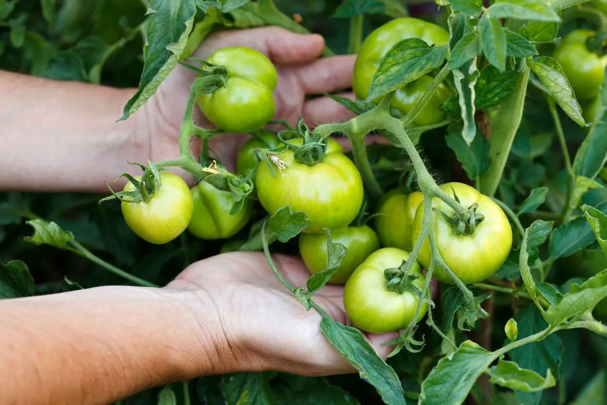 Can You Freeze Fried Green Tomatoes: Preserving Crispiness & Flavor