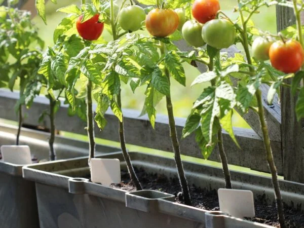 Can You Grow Tomatoes Year Round: Indoor Cultivation Guide