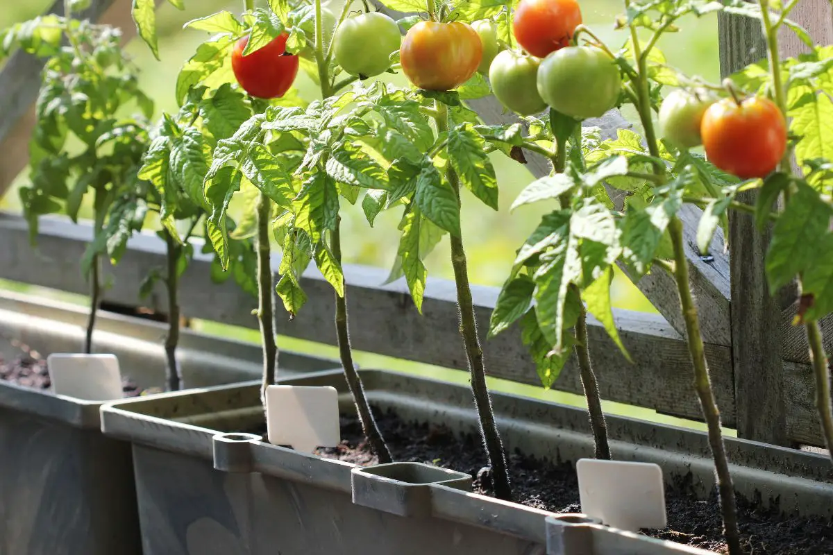 Can You Grow Tomatoes Year Round: Indoor Cultivation Guide