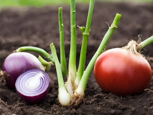 Can You Plant Onions with Tomatoes? Optimal Tomato Companion Plants!