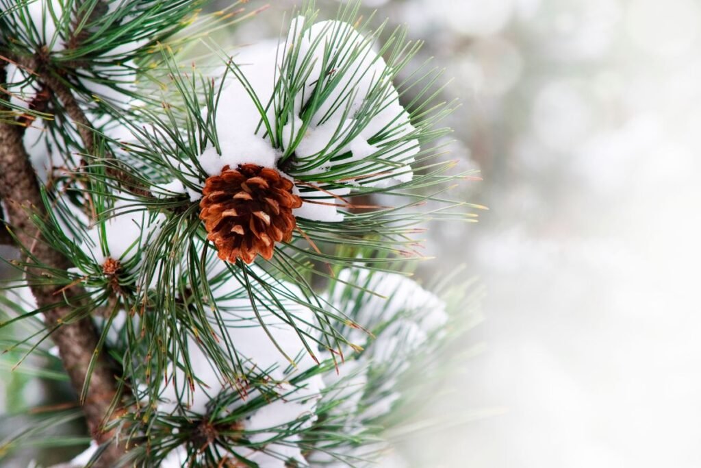Can You Plant Pine Trees in Winter
