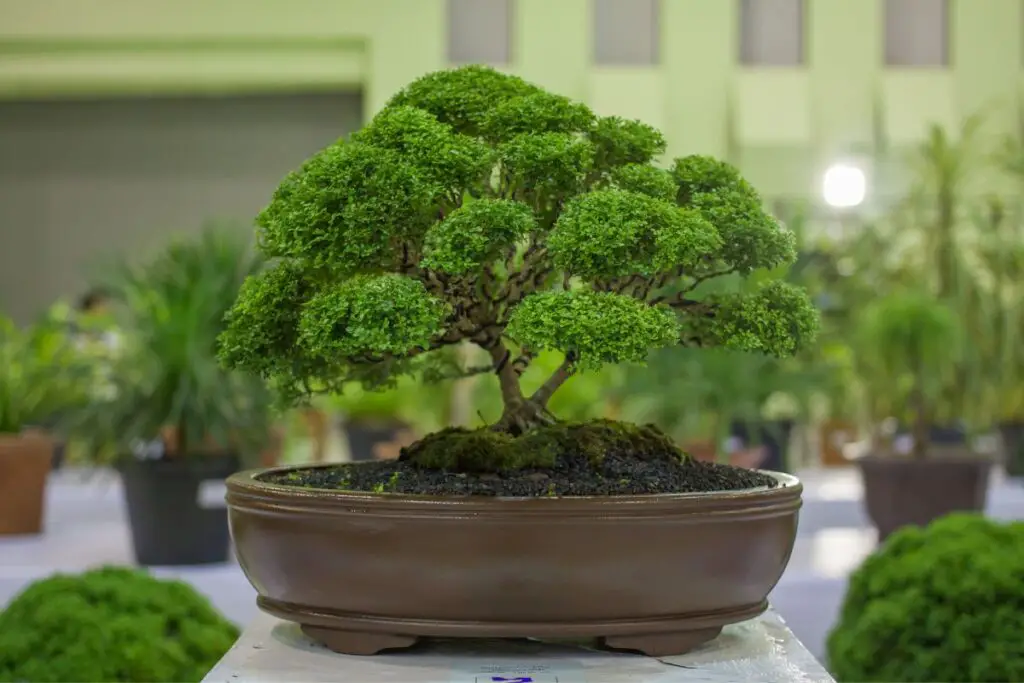 Cascade Bonsai Juniper Growing Care Guide