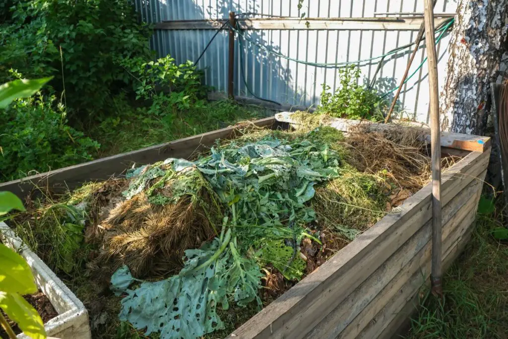 Composting Tomato Plants