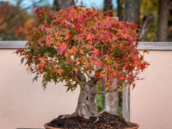 Coral Bark Japanese Maple Bonsai: Cultivation and Care Guide