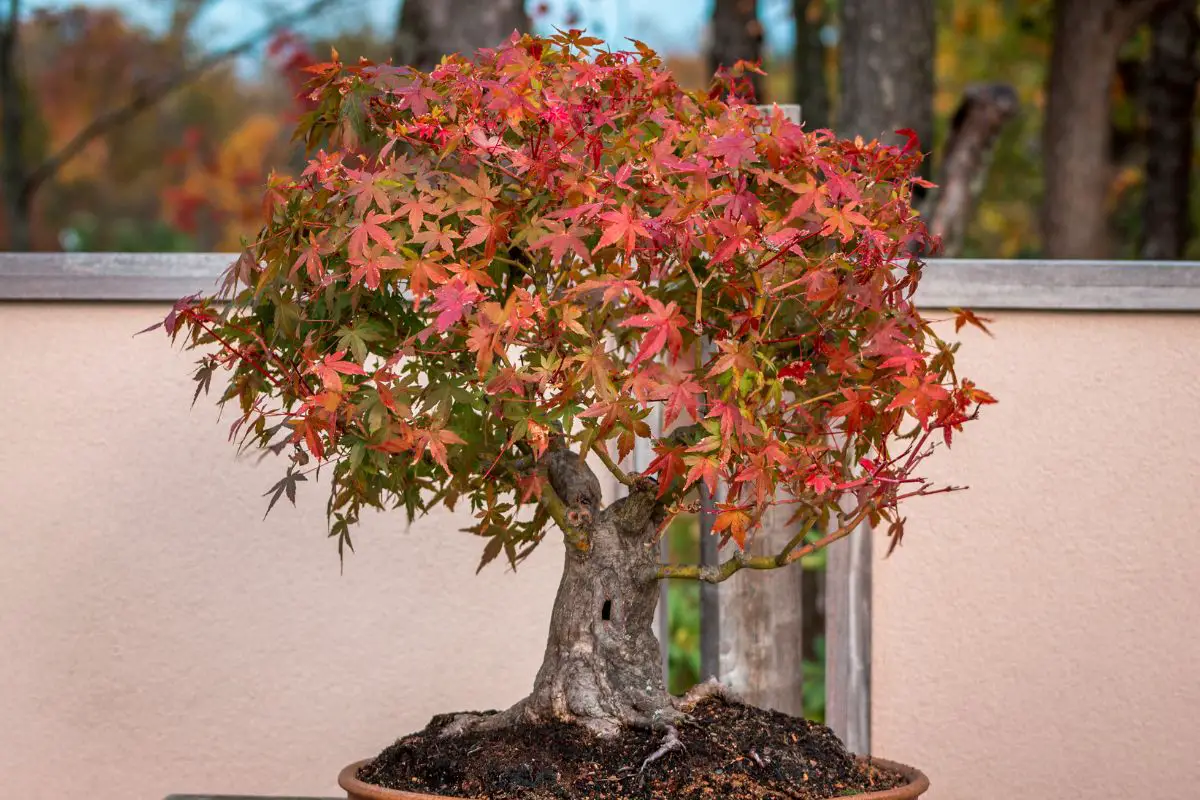 Coral Bark Japanese Maple Bonsai: Cultivation and Care Guide