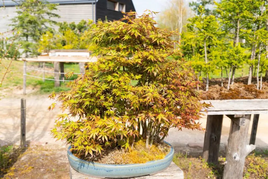 Coral Bark Japanese Maple Bonsai