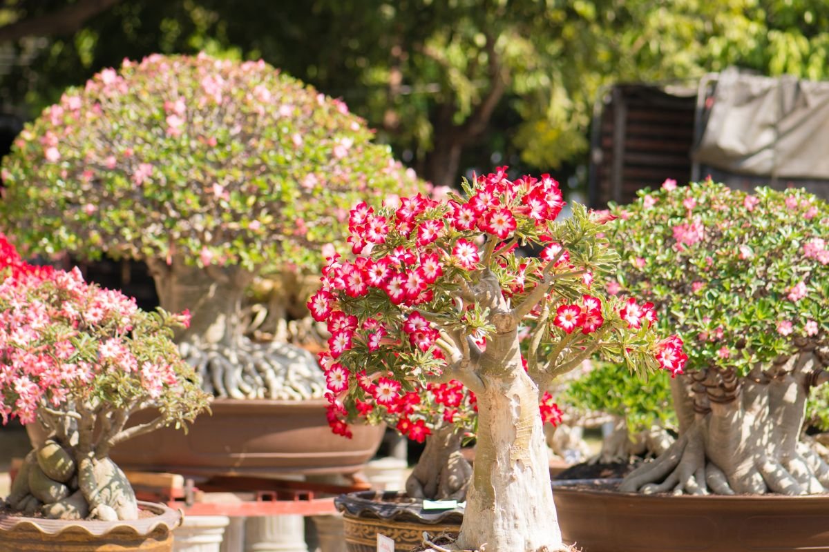 Desert Rose Bonsai Care Guide: Nurturing, Pruning, and Blooms