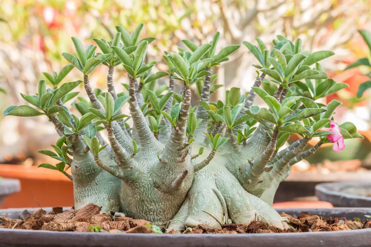Desert Rose Bonsai Care Guide Nurturing, Pruning, And Blooms