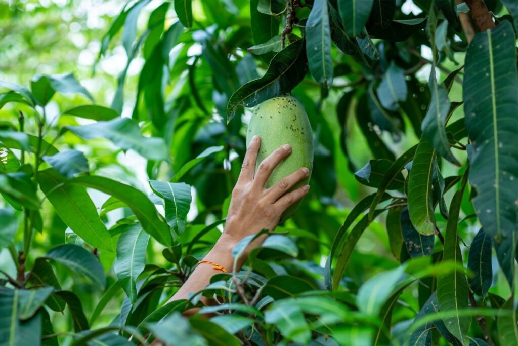 Essential Mango Tree Care