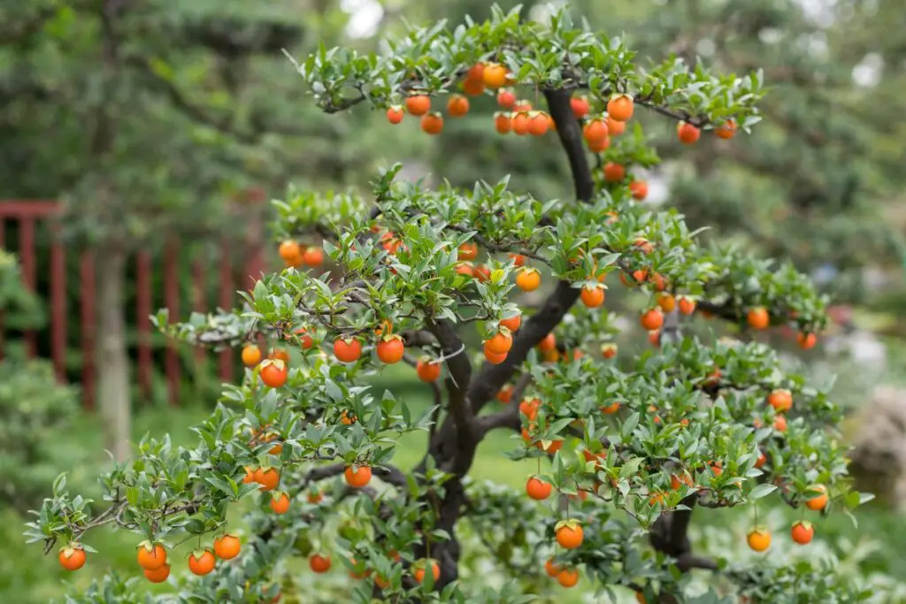 Grow Bonsai Fruit Tree Seed