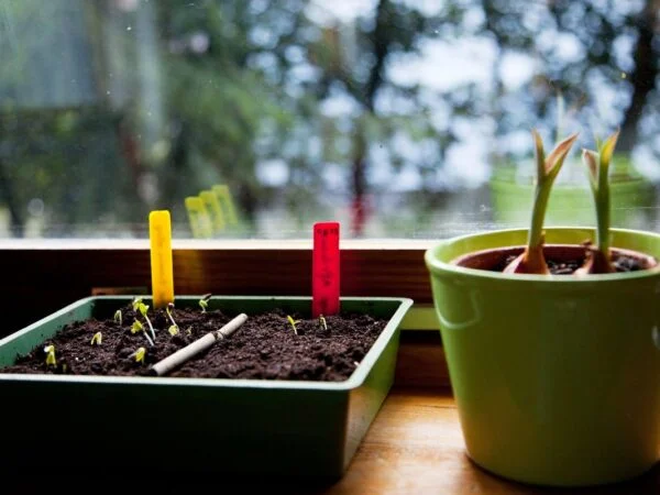 What are Some Easy to Grow Indoor Plant Seeds or Bulbs: Top 10 Picks