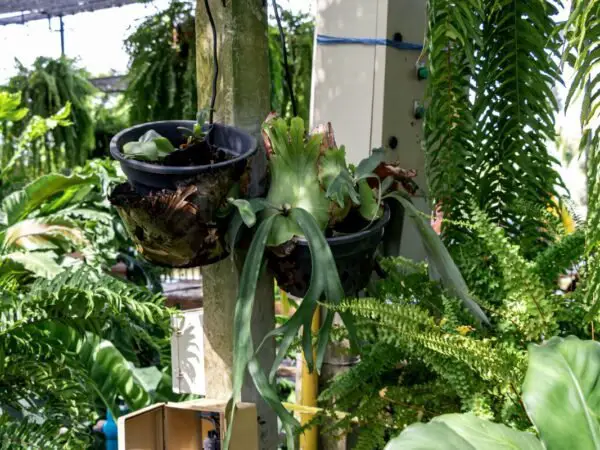 Growing Staghorn Ferns Indoors: Care, Tips & Troubleshooting