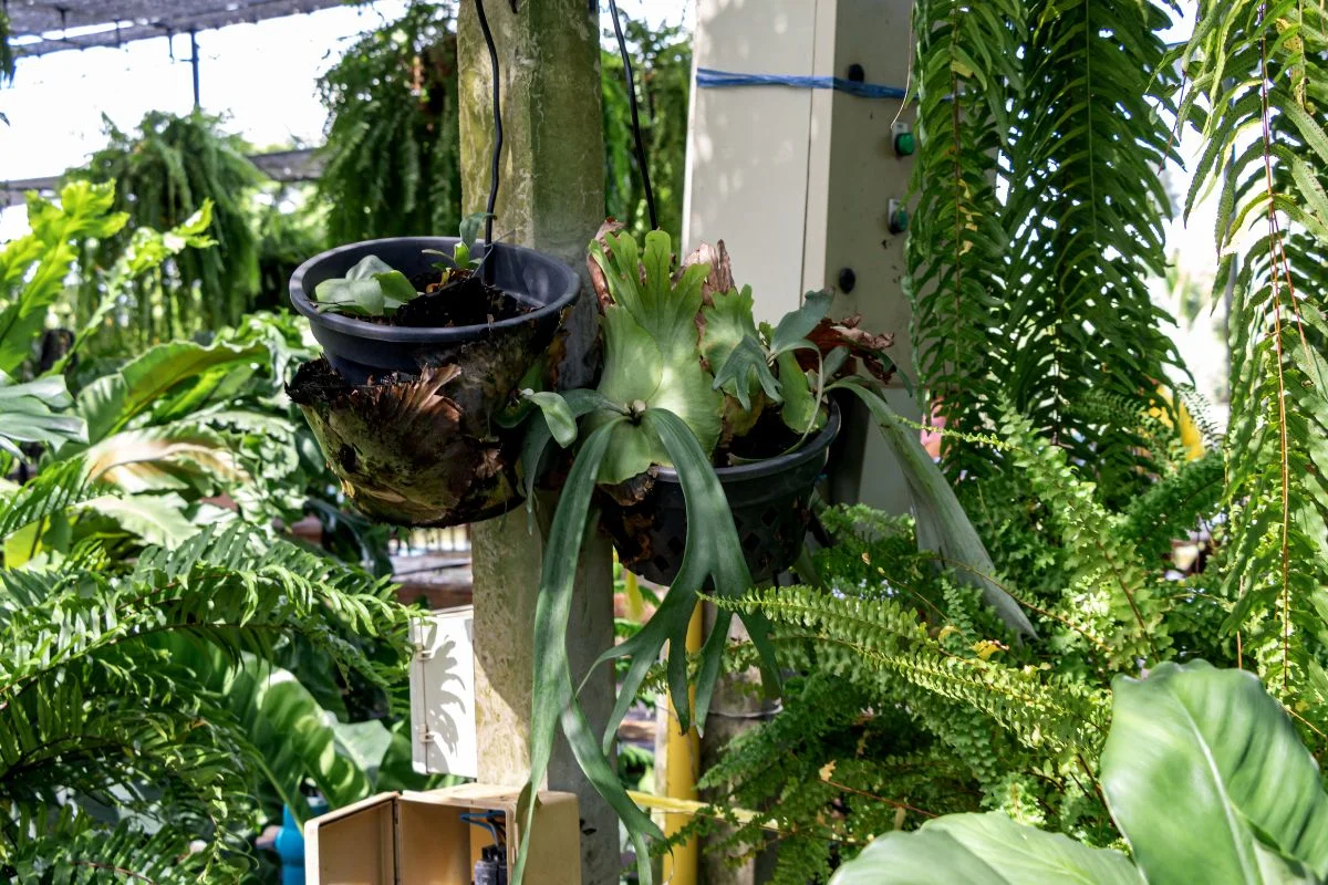 Growing Staghorn Ferns Indoors: Care, Tips & Troubleshooting
