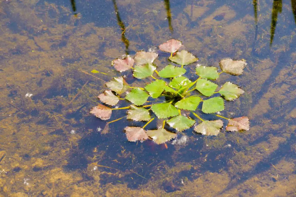 Growing Water Chestnuts in Gardens