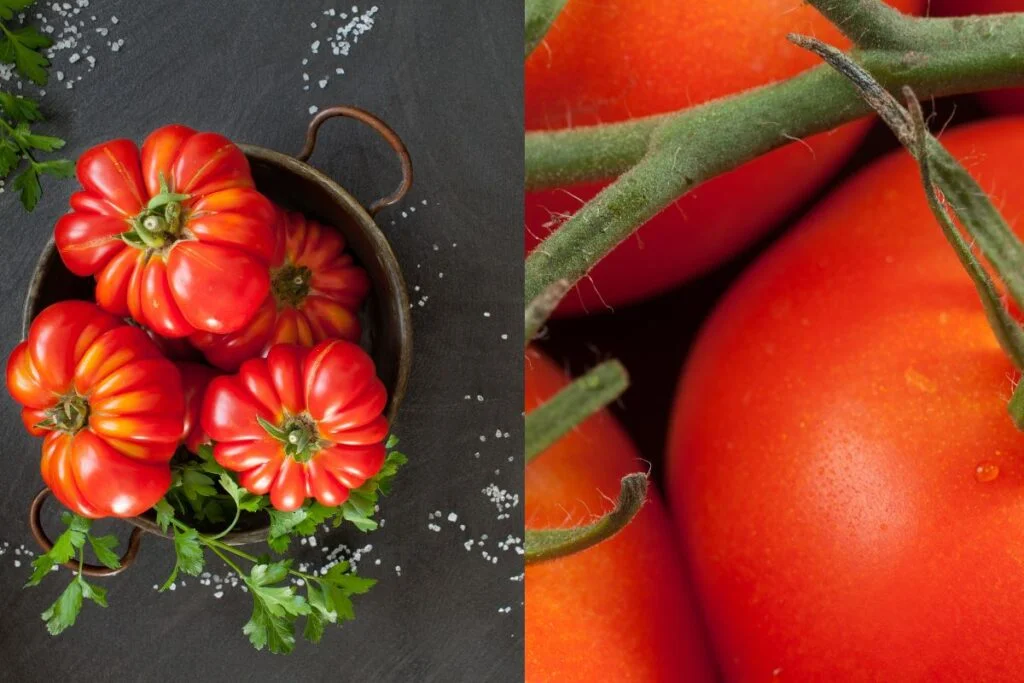 Heirloom and Hybrid Tomatoes