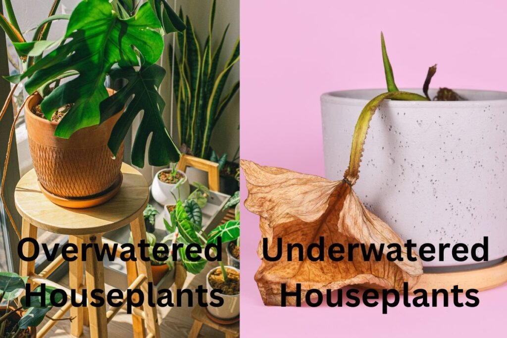 How Can You Tell If Your Houseplant Needs 2