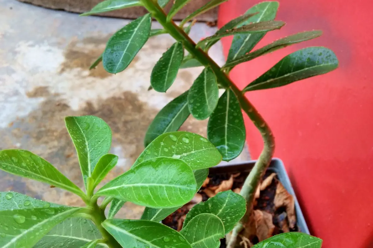 Houseplant Whisperer: Learn to Speak the Language of Water, Fertilizer, Sunlight, and Shade