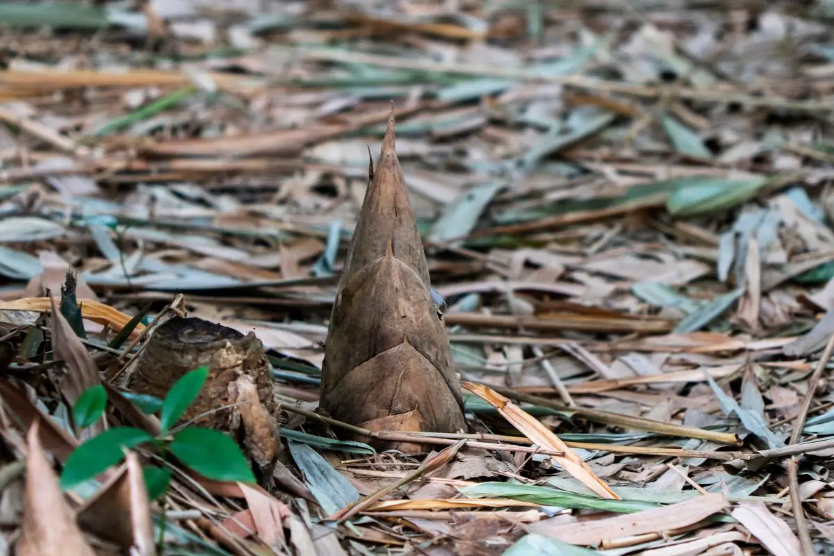 How Deep Do Bamboo Roots Grow? Prevent Spreading!