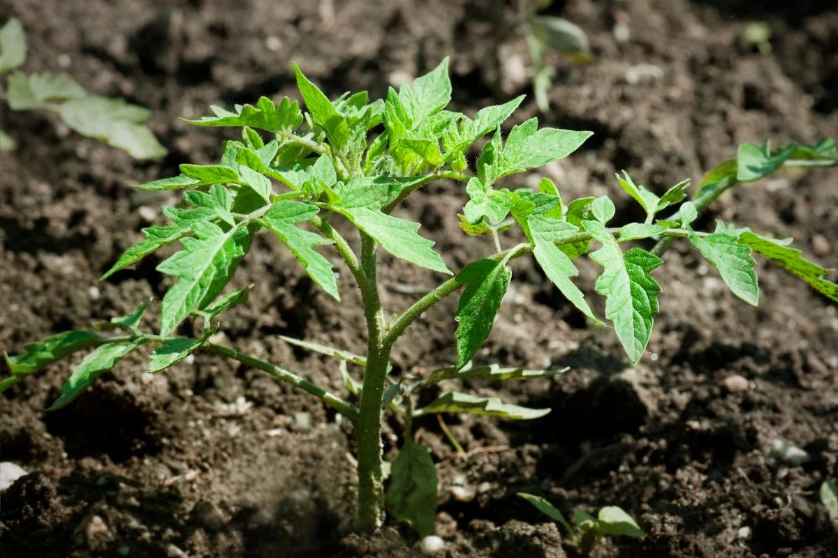 How Deep Do You Plant Tomato Plants for Vibrant Growth