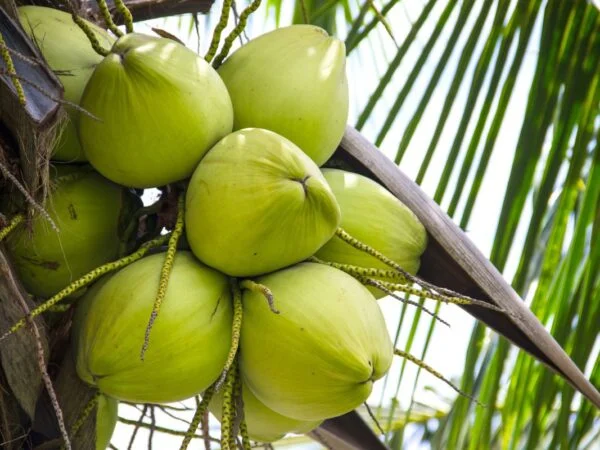 How Difficult Are Coconuts to Plant and Maintain: Essential Tips for Success