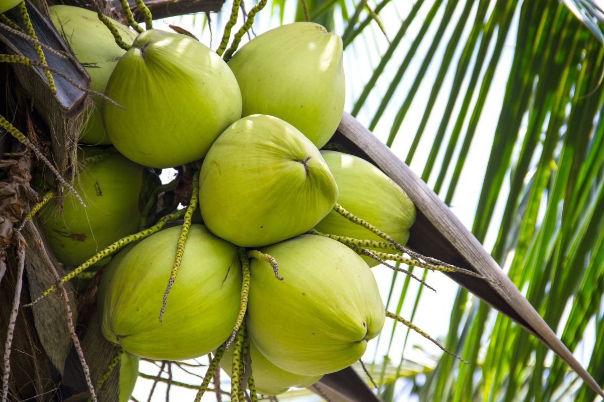 How Difficult Are Coconuts to Plant and Maintain: Essential Tips for Success