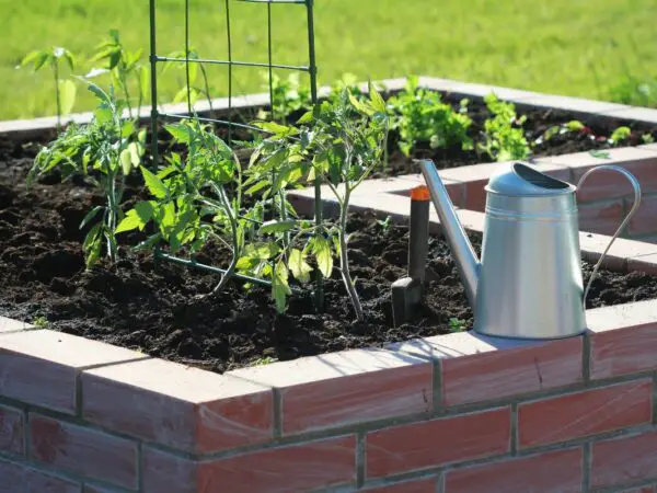 How Far Apart to Plant Tomatoes in a Raised Bed - Expert Tips