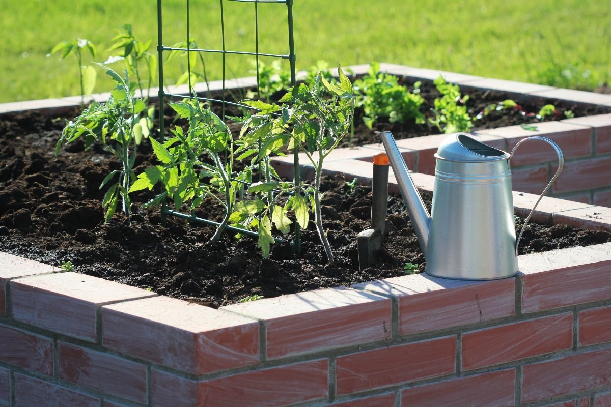 How Far Apart to Plant Tomatoes in a Raised Bed - Expert Tips