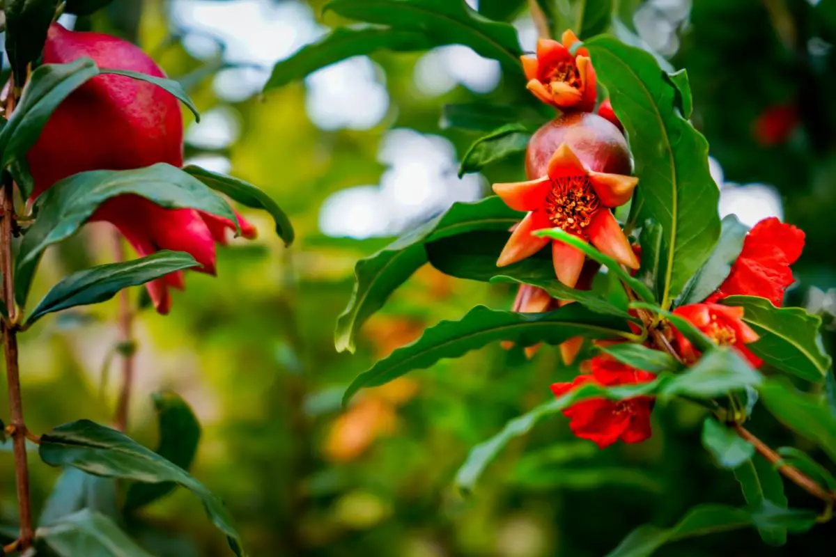 How Flowers Transform into Fruits: Post-Pollination Insights