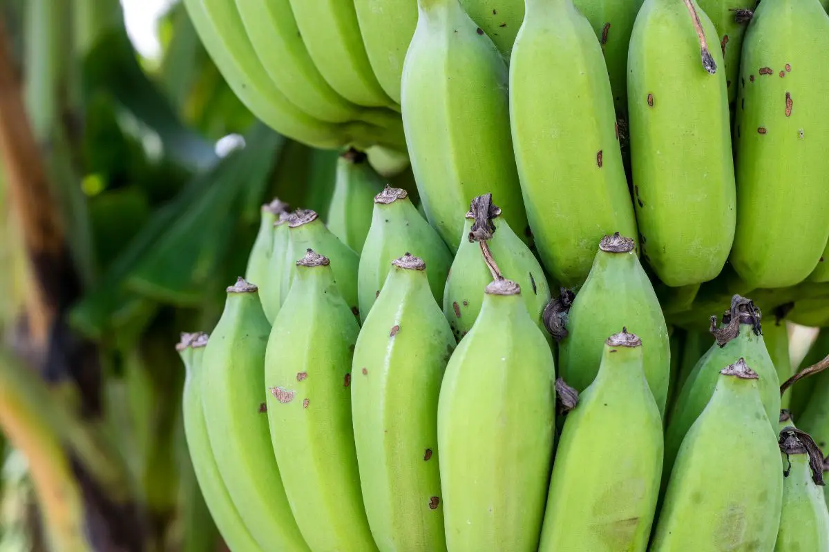 How Green Bananas Enhance Your Health Nutritional Benefits, Gut Health