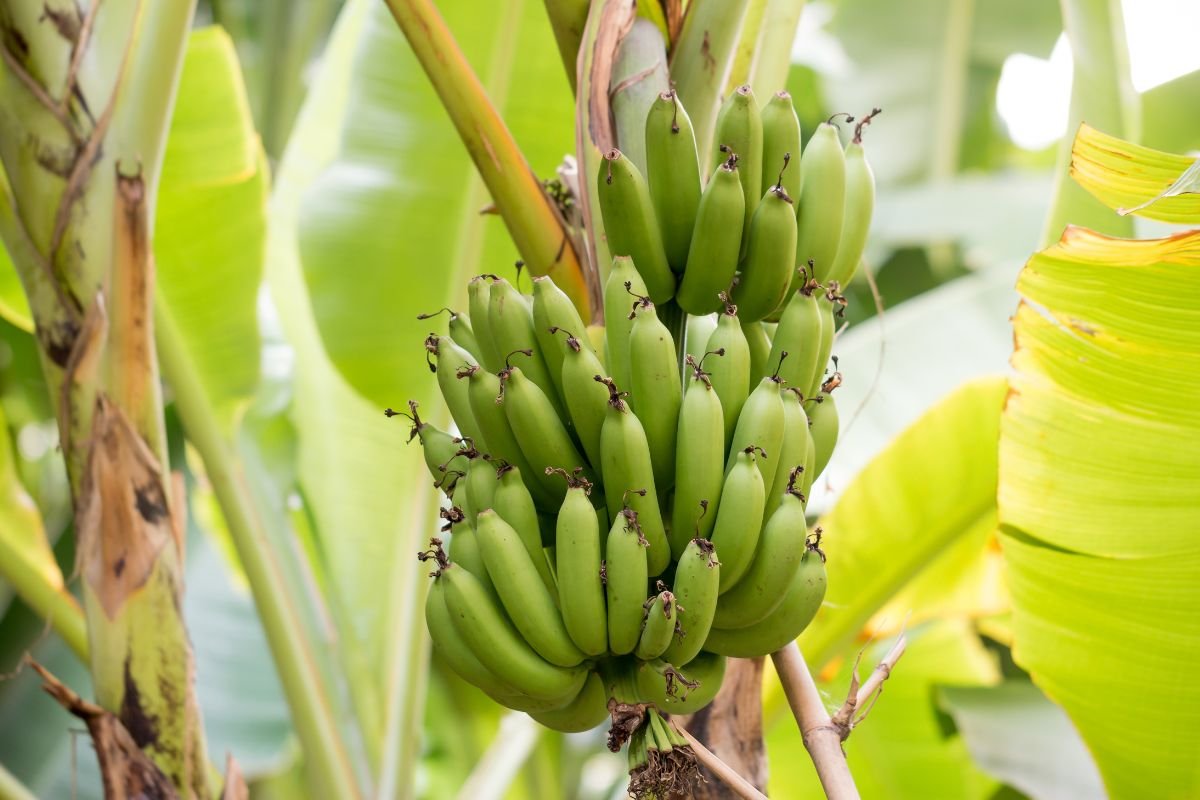 How Green Bananas Enhance Your Health: Nutritional Benefits, Gut Health, and More