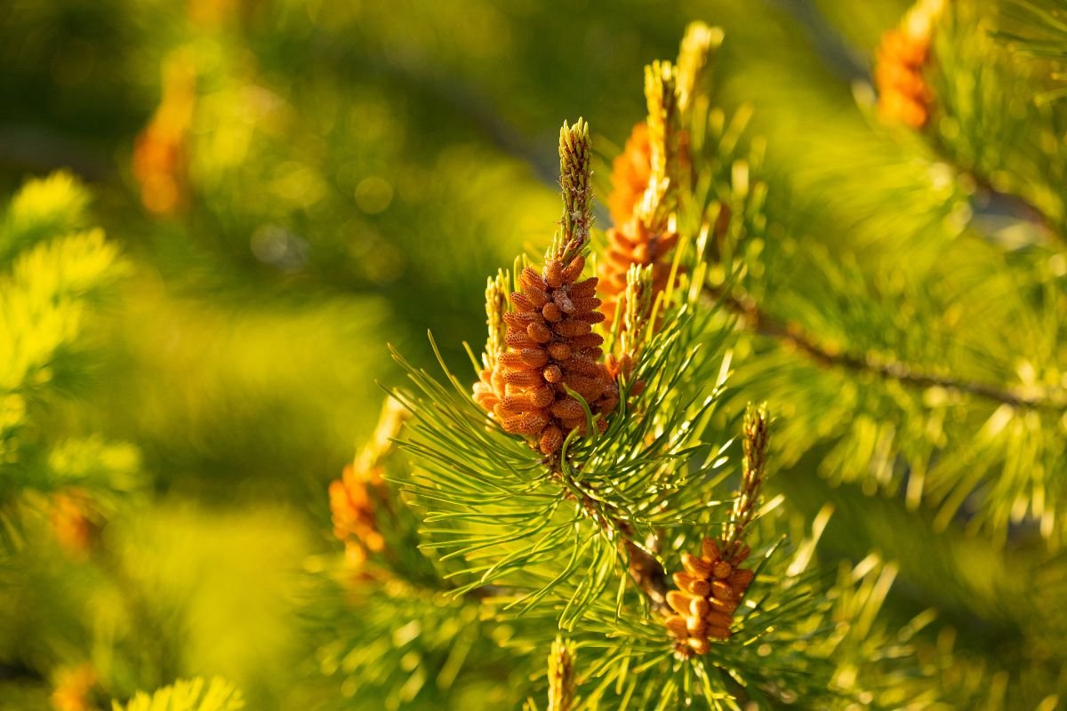 How Long Does Pine Tree Pollen Last? Expert Insights on Pollen Season End