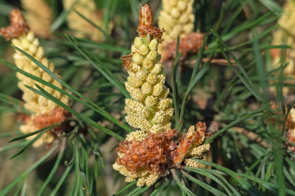 How Long Does Pine Tree Pollen Last