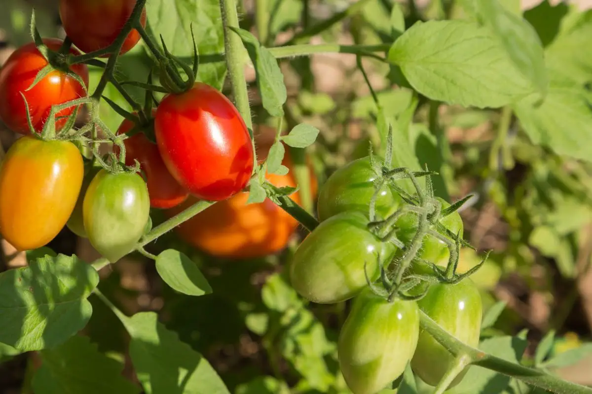 How Many Roma Tomatoes per Plant: Tips for Maximizing Yield