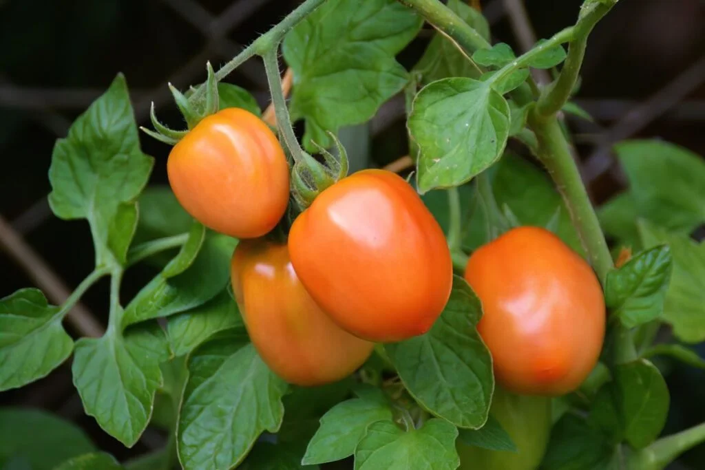 How Many Roma Tomatoes per Plant