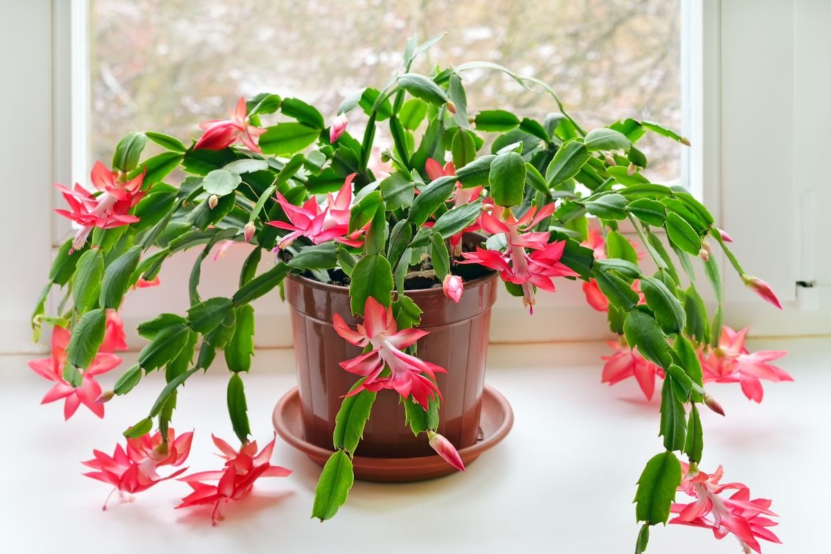 How Often to Water Cactus: Essential Care Tips