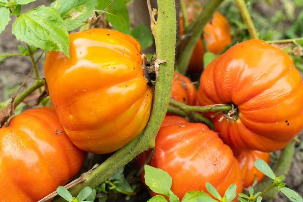 How to Grow Heirloom Tomatoes
