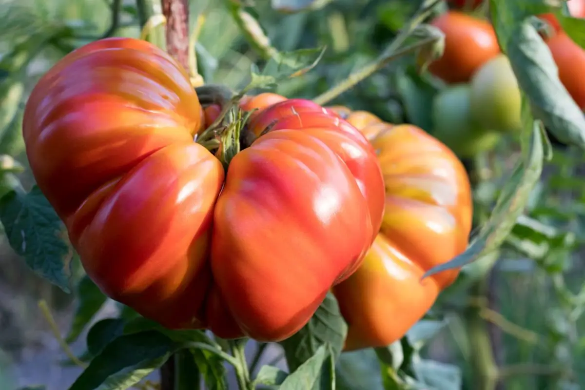 How to Grow Heirloom Tomatoes: Expert Tips