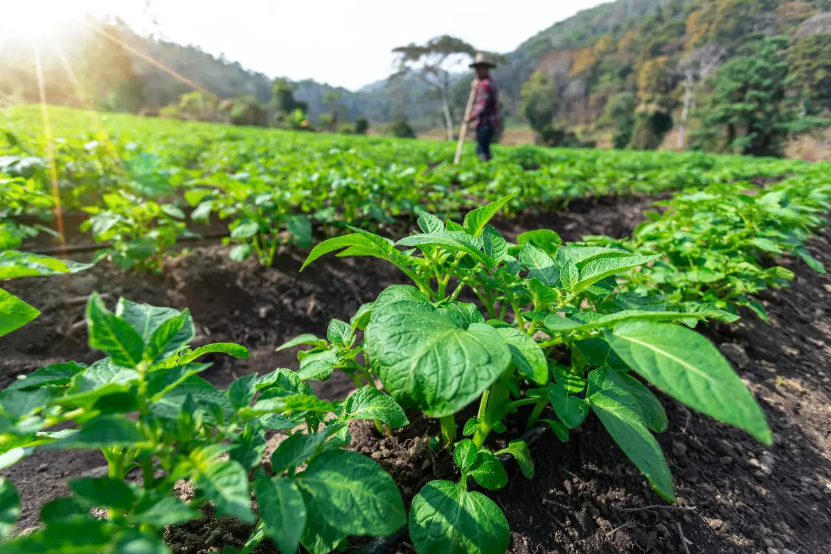 How to Grow Potatoes in Florida: Tips for Successful Cultivation