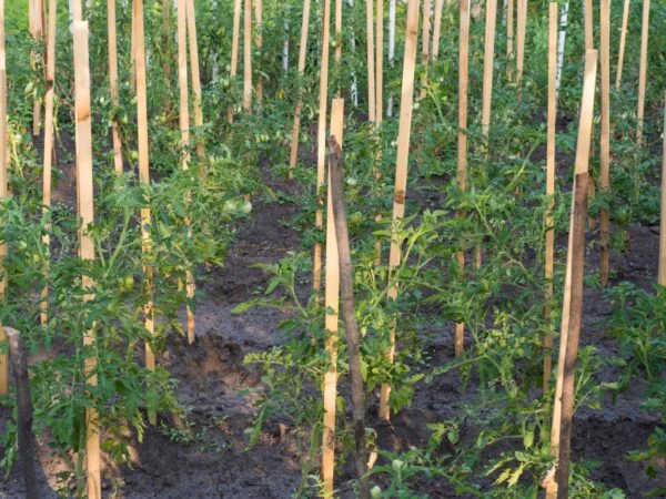 How to Harden Off Tomato Plants: Expert Tips for Success