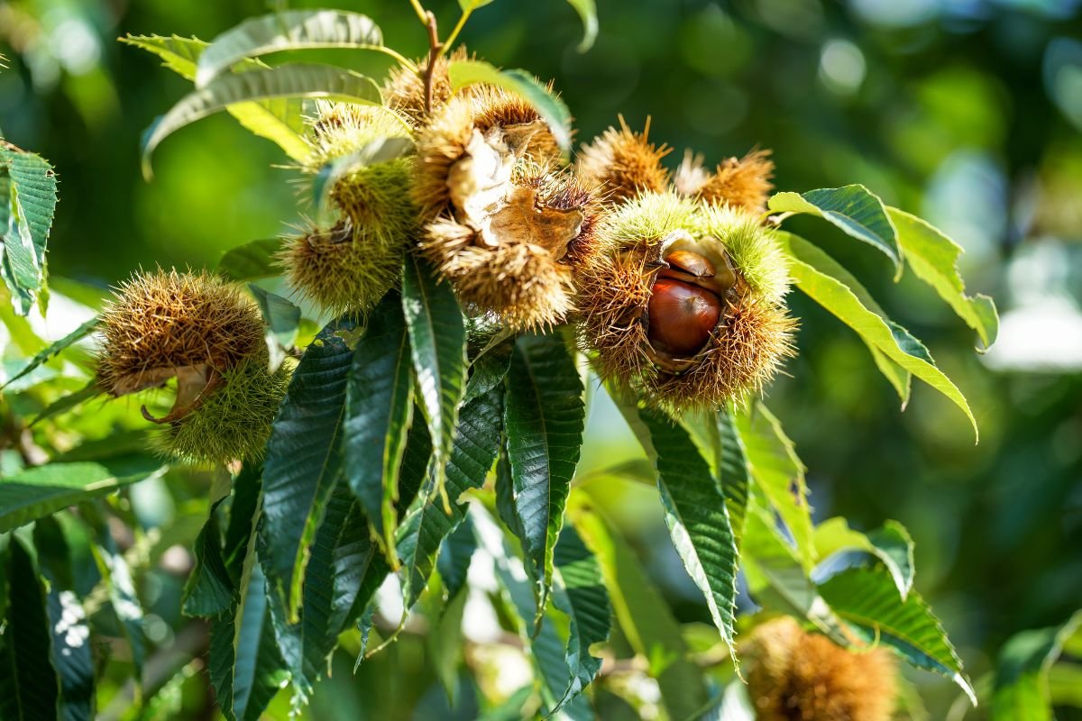 How to Harvest Chestnuts: Techniques, Storage & Nutritional Benefits
