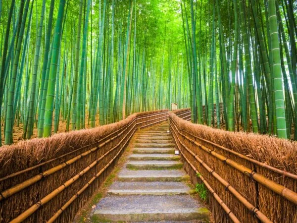 How to Make a Bamboo Fence: The Ultimate Guide