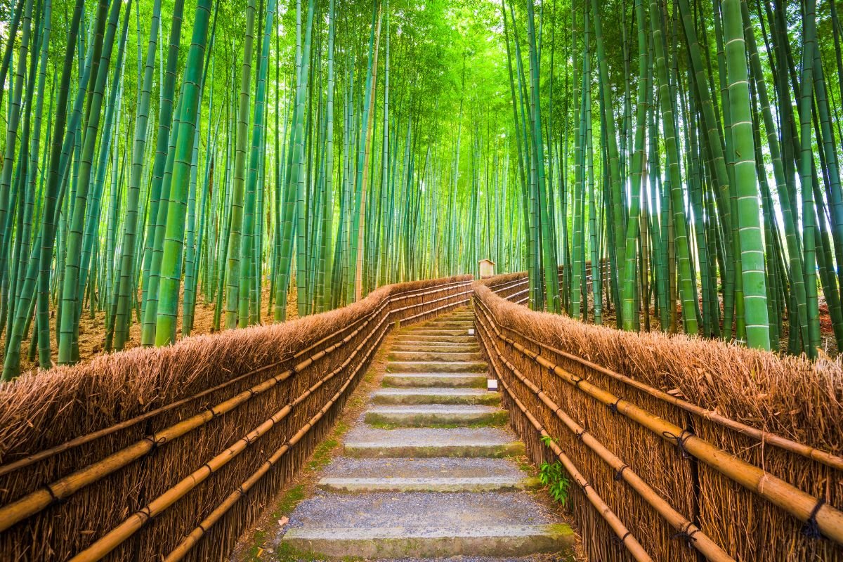 How to Make a Bamboo Fence: The Ultimate Guide