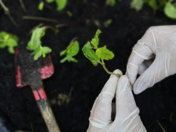 How to Propagate Tomatoes: Easy Cuttings for Plant Growth