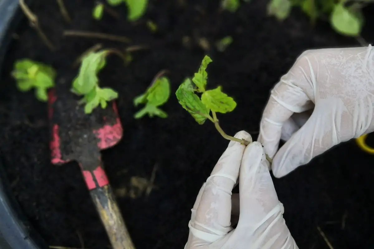 How to Propagate Tomatoes: Easy Cuttings for Plant Growth