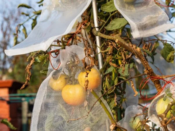 How to Protect Tomatoes from Frost: 13 Effective Methods