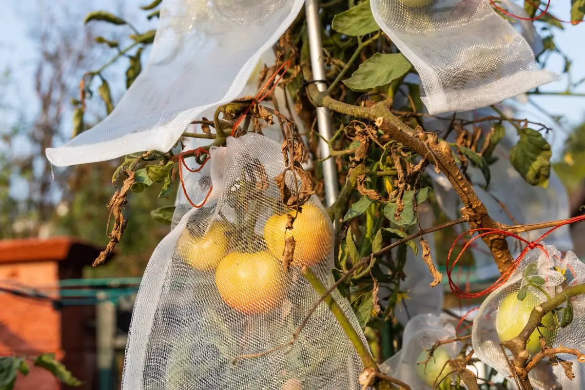 How to Protect Tomatoes from Frost: 13 Effective Methods