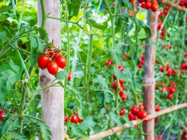 How to Tell When Tomatoes are Ripe: Expert Tips!