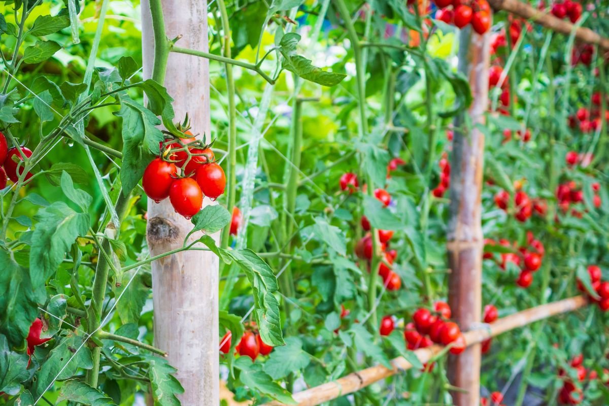 How to Tell When Tomatoes are Ripe: Expert Tips!