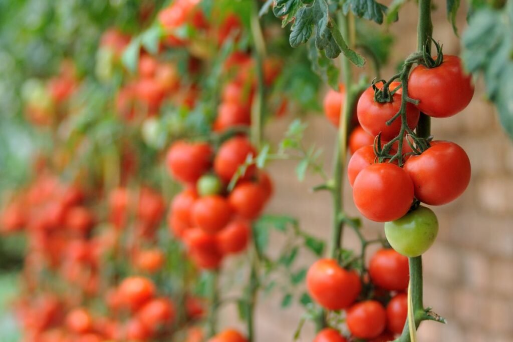Managing Lighting and Temperature for Indoor Tomatoes